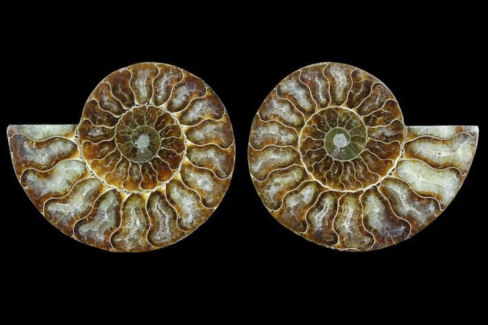 Sliced Ammonite Fossil - Agatized #124985